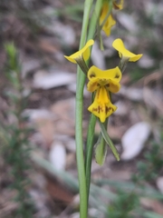 Diuris unica