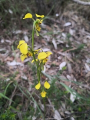 Diuris unica