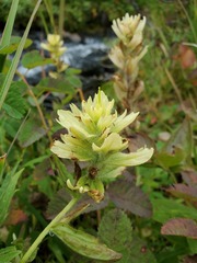 Castilleja unalaschcensis
