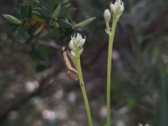 Philobota strigatella