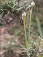 Philobota strigatella
