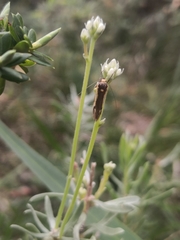 Philobota strigatella