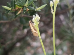 Philobota strigatella