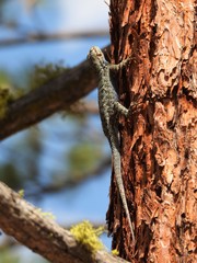 Sceloporus occidentalis taylori