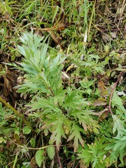 Artemisia tilesii