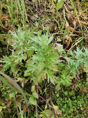 Artemisia tilesii