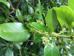 Chalepistes compressus