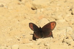 Erebia triarius