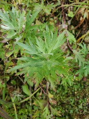 Artemisia tilesii