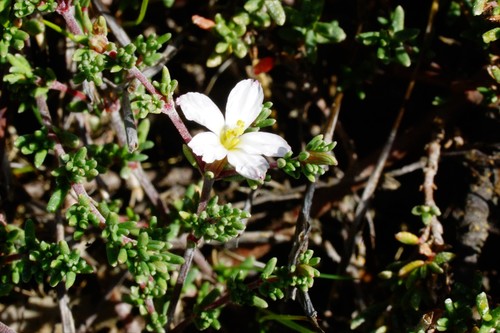Frankenia pauciflora (Frankenia pauciflora)