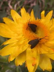 Pollanisus subdolosa