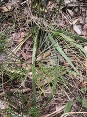 Schizaea