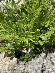 Cryptogramma cascadensis