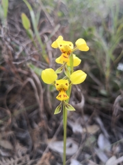Diuris unica