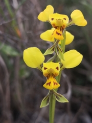 Diuris unica