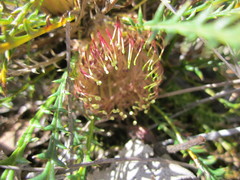 Banksia arctotidis