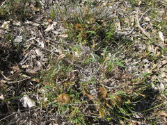 Banksia arctotidis