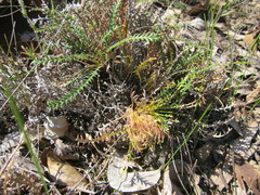 Banksia arctotidis