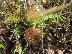 Banksia arctotidis