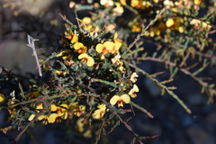 Dillwynia ramosissima