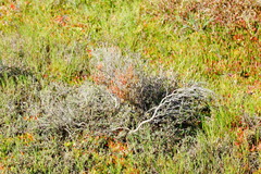 Tecticornia arbuscula