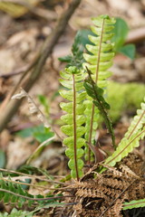 Blechnum chambersii