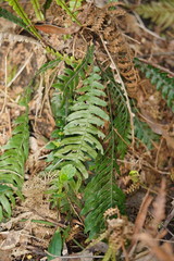 Blechnum chambersii