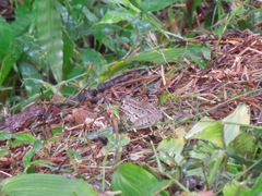 Pelophylax nigromaculatus