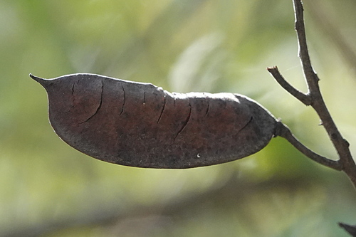 Mysore Thorn