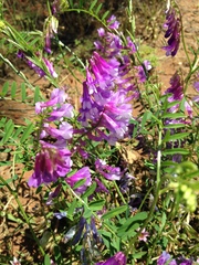 Vicia villosa