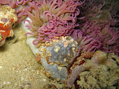 Heteractis crispa