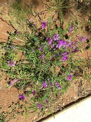 Vicia villosa