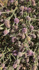 Pterocaulon