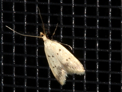 Atheropla decaspila
