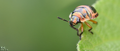 Poecilocoris lewisi