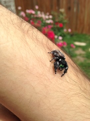 Phidippus audax