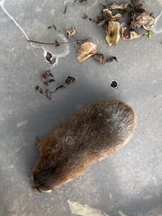 Amblysomus hottentotus