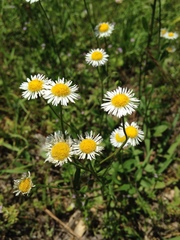 Asteraceae