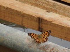 Polygonia c-aureum