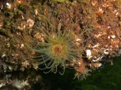 Sagartiogeton undatus