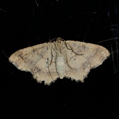 Macaria aequiferaria