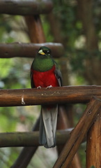 Apaloderma narina narina
