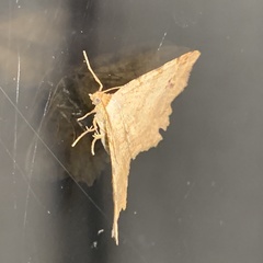 Macaria aequiferaria