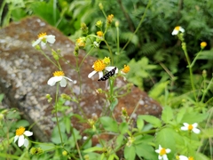 Bocchoris inspersalis
