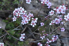 Euryomyrtus ramosissima ramosissima
