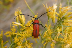 Crossidius coralinus