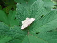 Geometridae