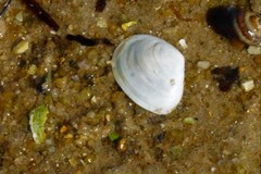 Macomona deltoidalis