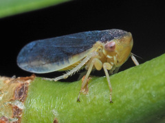 Macropsis marginata