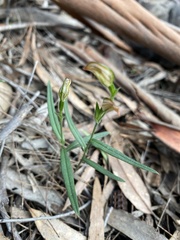 Pterostylis melagramma